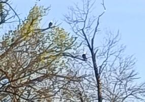 Bald eagles lakeside