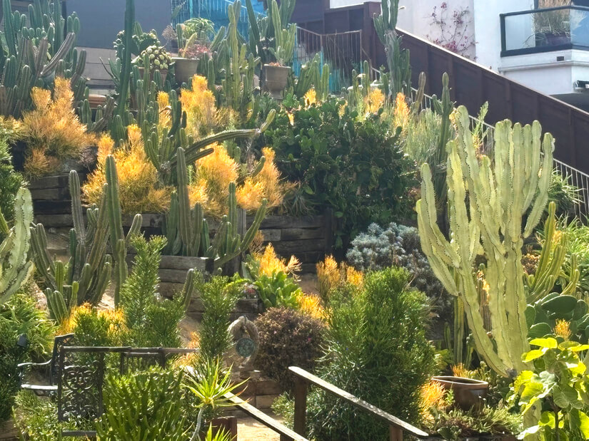 Cactus Garden