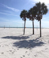 Clearwater Beach with Palm Trees
