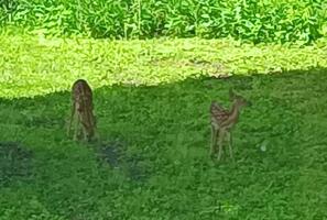 Bambi twins outside
