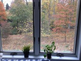 Backyard View